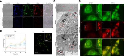 Frontiers | Carbon Dot-based Nanomaterials: A Promising Future Nano ...